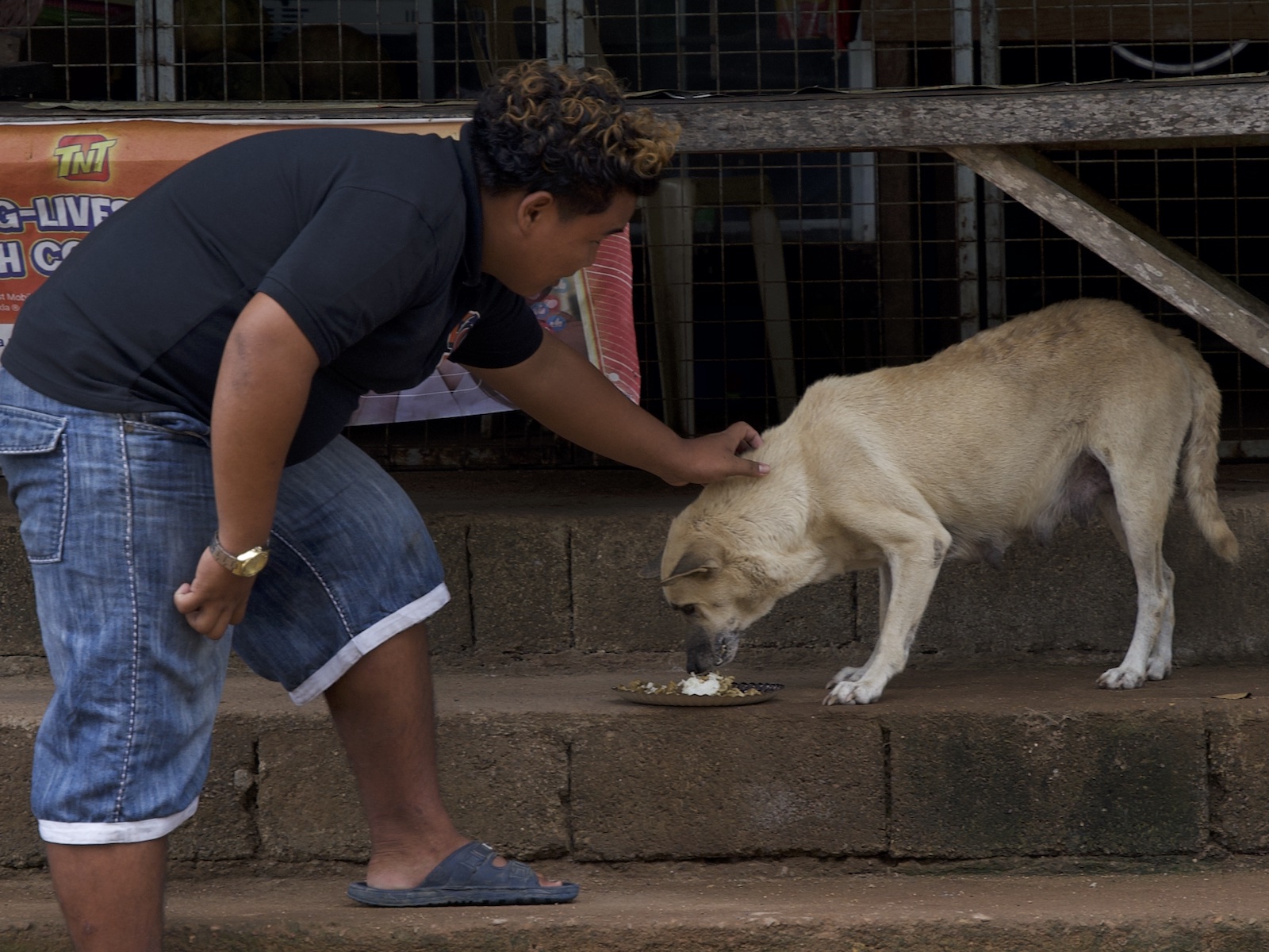 Stray Feeding Program